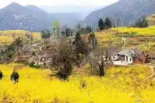 走进卢氏看连翘 ——花季前夕探访连翘花海网红村