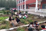 “粒粒生情，快乐畅享”——焦作市高新区杨梧贾小学举行拔花生劳动教育实践活动