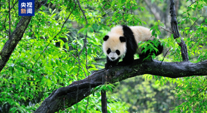 亲子互动、银发陪伴……大熊猫国家公园上新四条自然教育线路